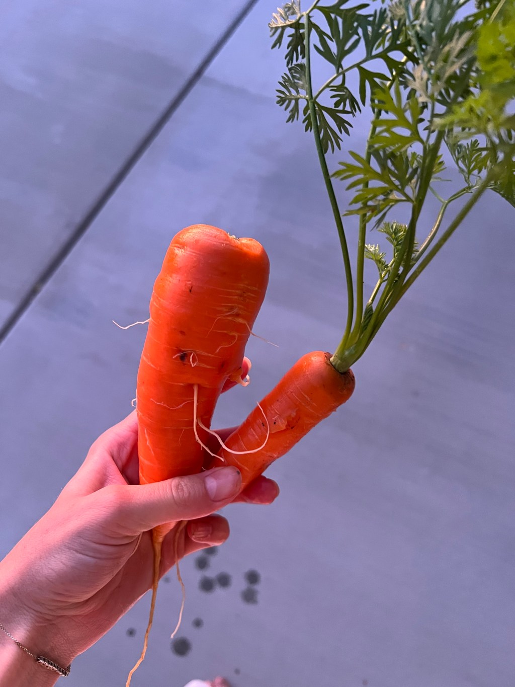 The Word of Wisdom Diet